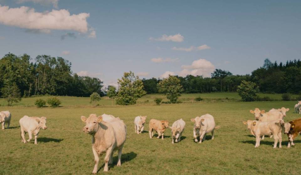 Forget the transatlantic journey: this magical cow safari is just 30 minutes from Boston