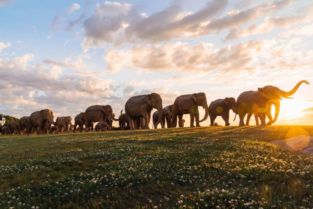 great elephant migration