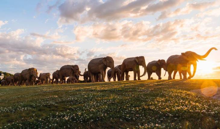 100 life-size elephants take over Back Bay next month for 1-mile-long art exhibit in Boston