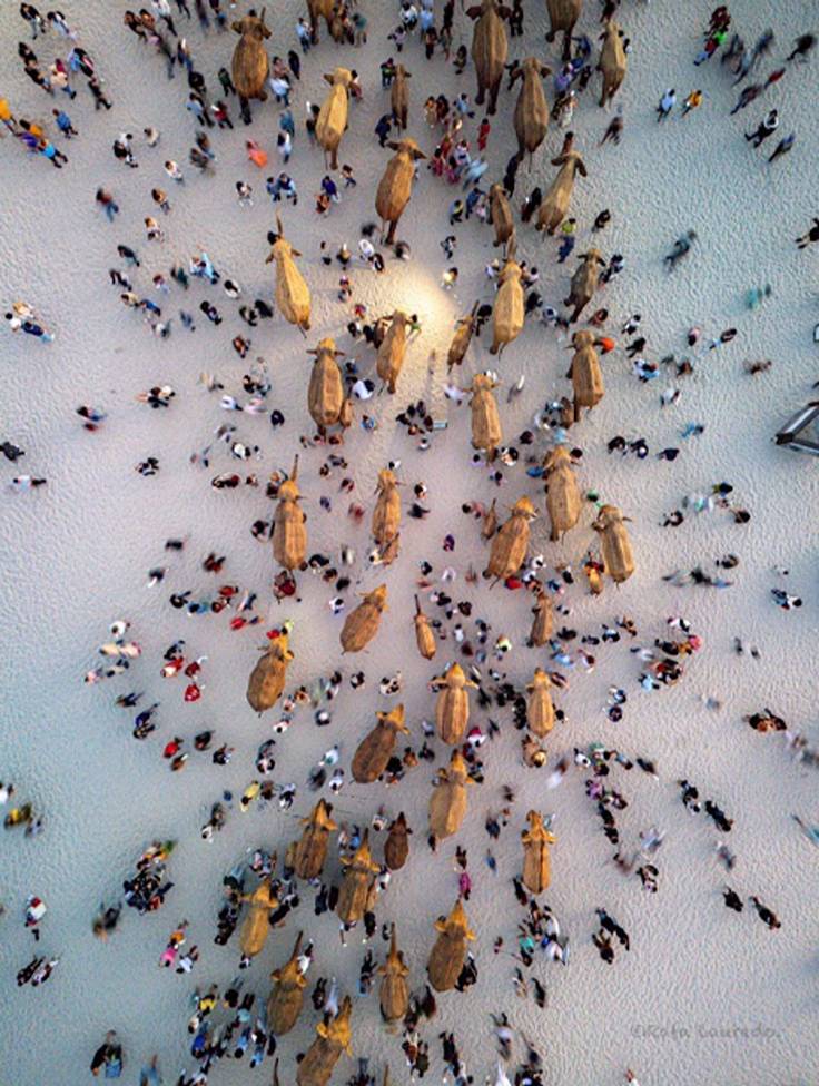 elephant migration surrounded by people