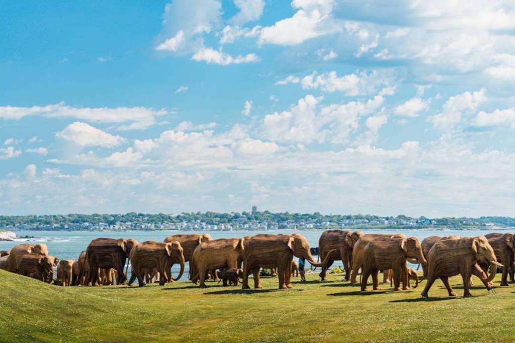 elephants