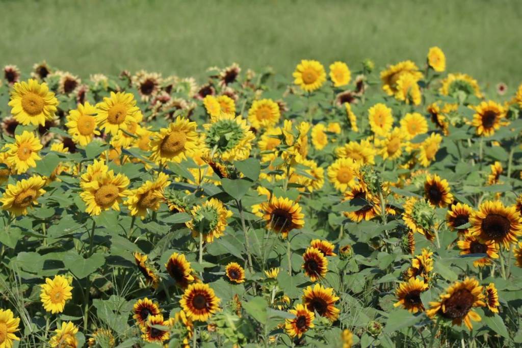 sunflowers