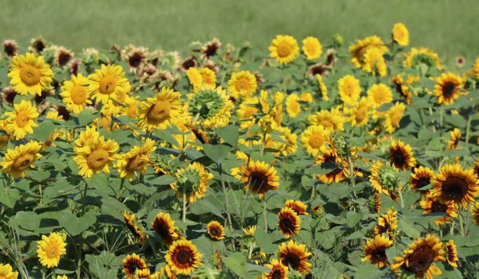 Only minutes from Boston, Wellesley’s 36-acre Elm Bank garden is launching its annual Sunflower Spectacular with thousands of blooms and pick-your-own tickets starting at $5