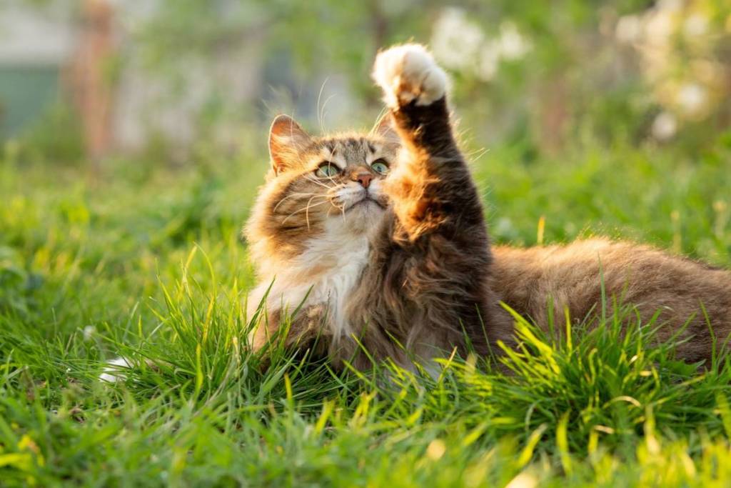 summer portrait of a fluffy Siberian red cat walking on nature in garden on background of green grass