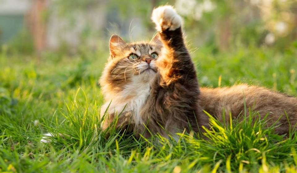 A giant cat festival takes over Cambridge next month—with a cat tour and Meowfest