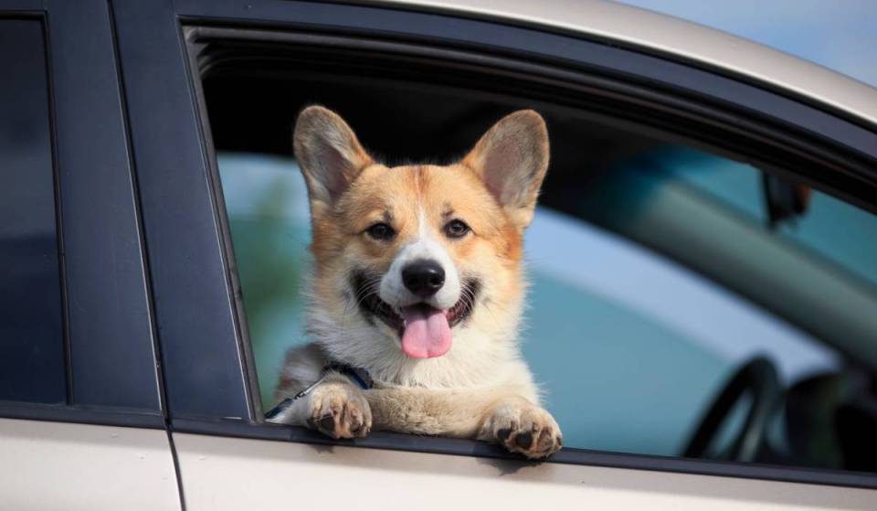 Dunkin’ is opening a dog-only drive-thru near Boston for National Dog Day