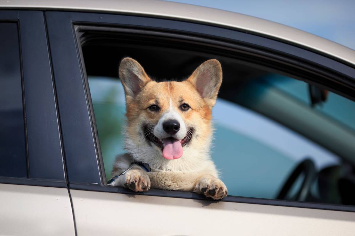 Dunkin’ is opening a dog-only drive-thru near Boston for National Dog Day