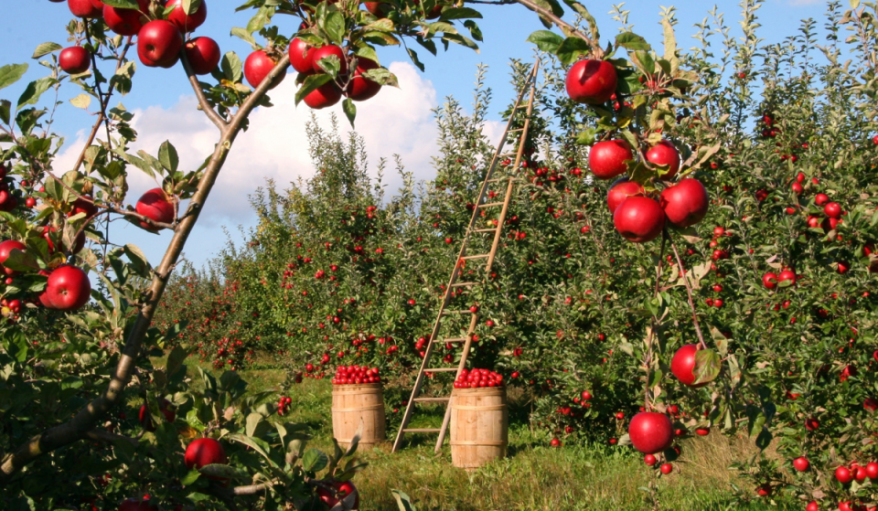 This 120-acre fruit farm 1 hour from Boston opens its pick-your-own apple orchards in under 48 hours
