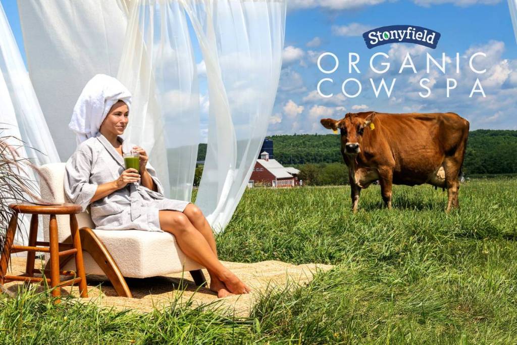 The world’s first ‘Organic Cow Spa’ just opened under 3 hours from Boston