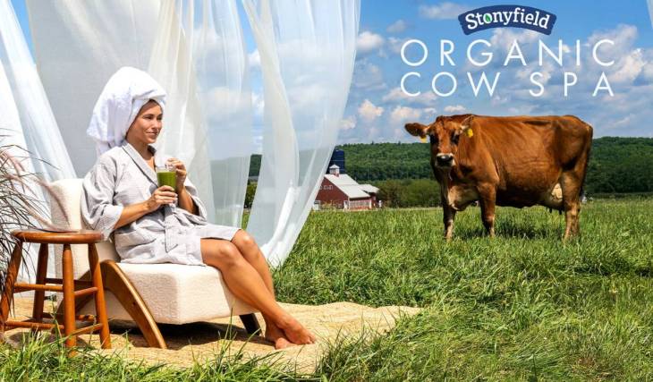 The world’s first ‘Organic Cow Spa’ just opened under 3 hours from Boston