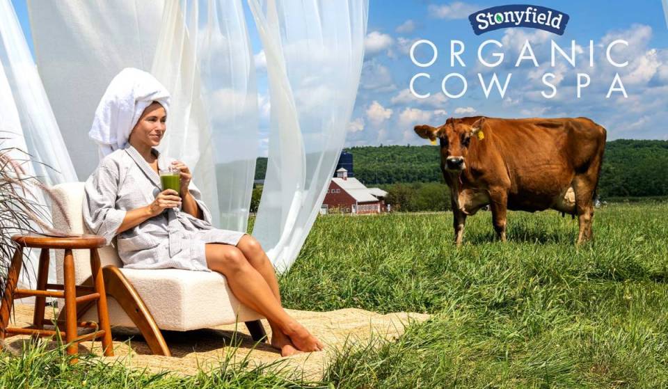 The world’s first ‘Organic Cow Spa’ just opened under 3 hours from Boston