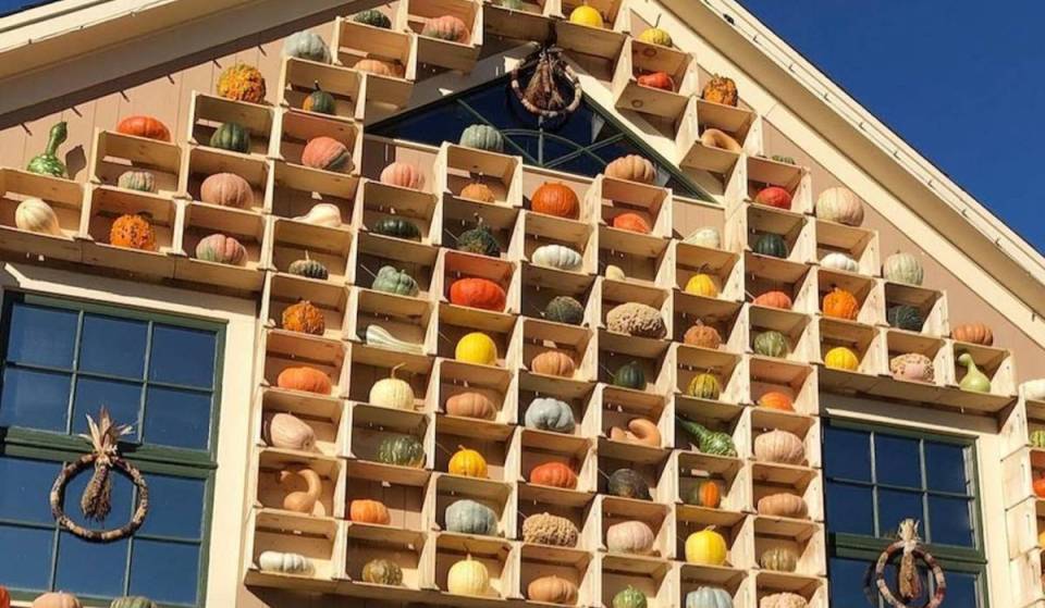 This only happens every other year: this famous and free great wall of over 100 pumpkins returns—and you can bike to it from Boston