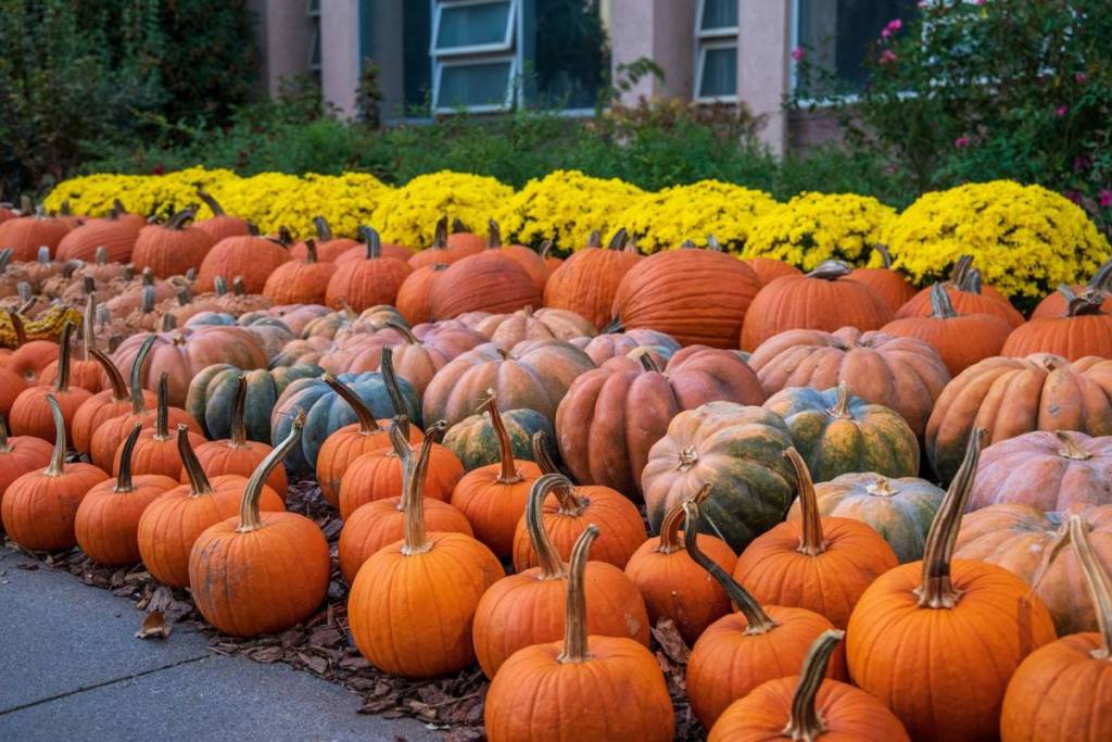 pumpkins