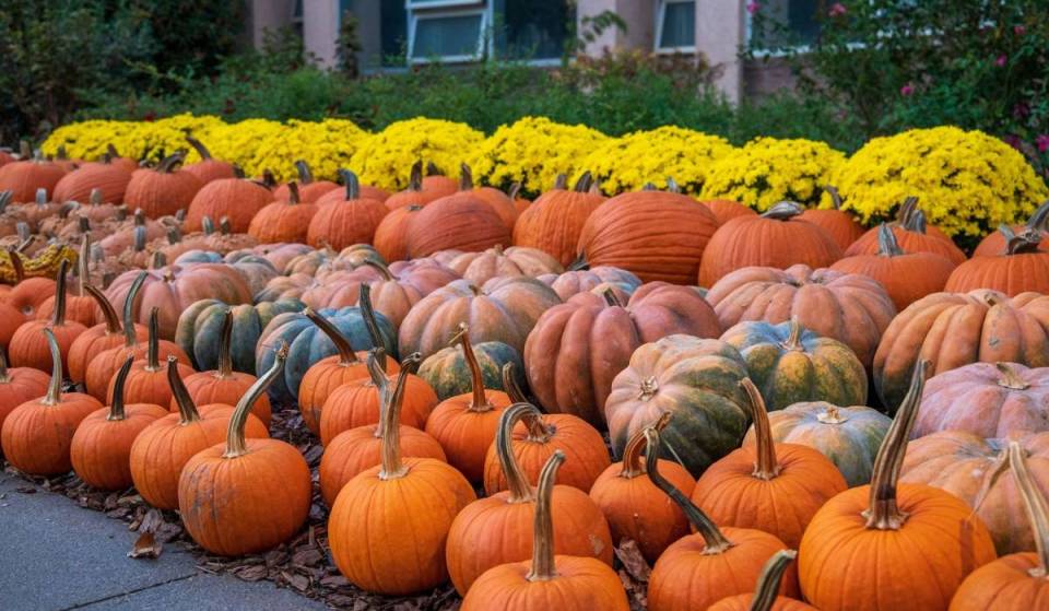 These are the 10 best pumpkin patches in the U.S.—and the No. 1 pick is in New England