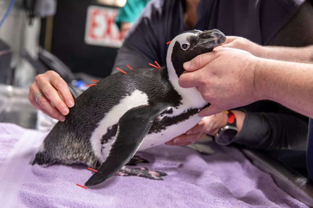 penguin getting acupuncture