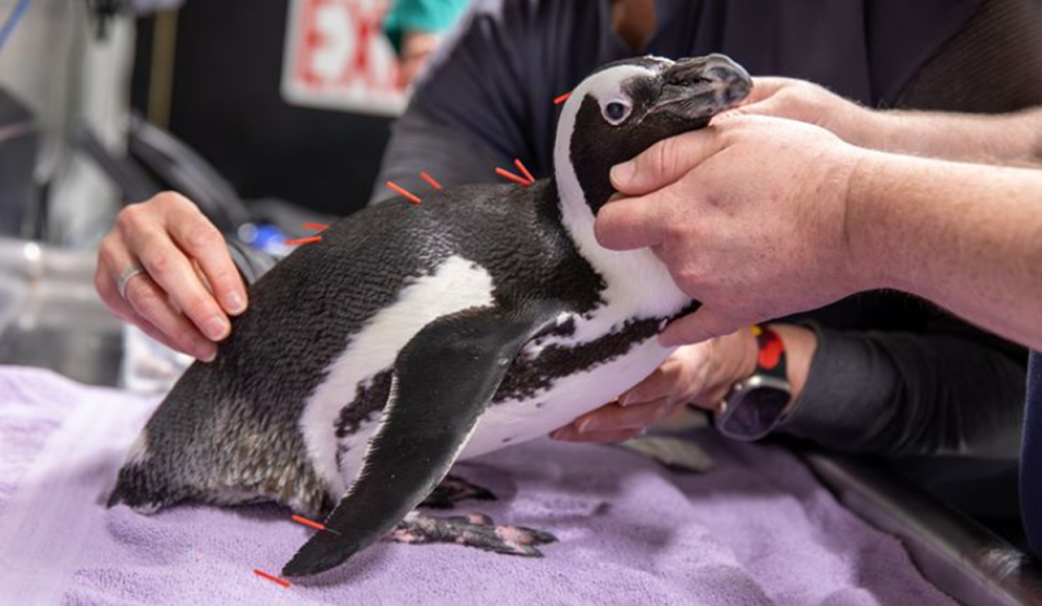 Elderly 29-year-old penguin gets acupuncture treatment in Boston