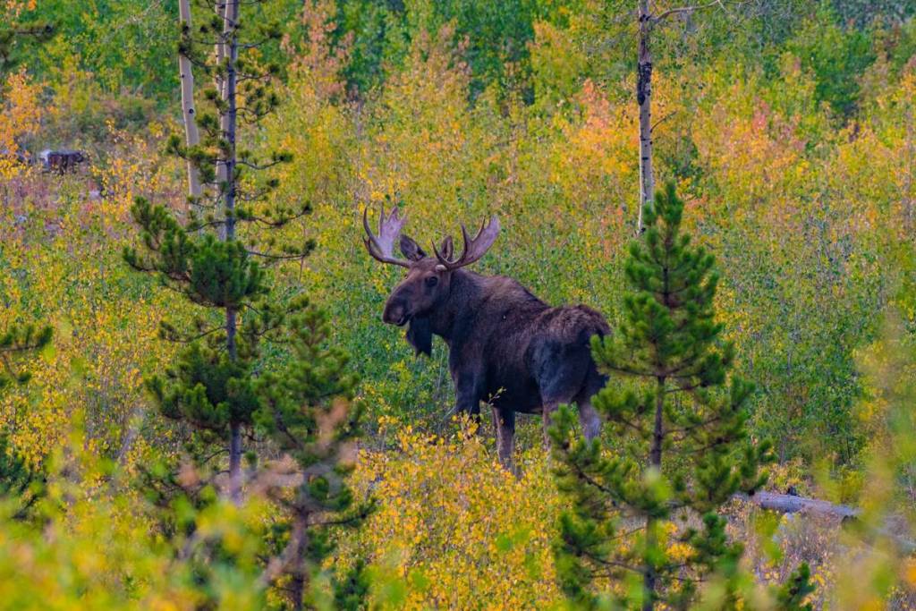 moose in fall foliage