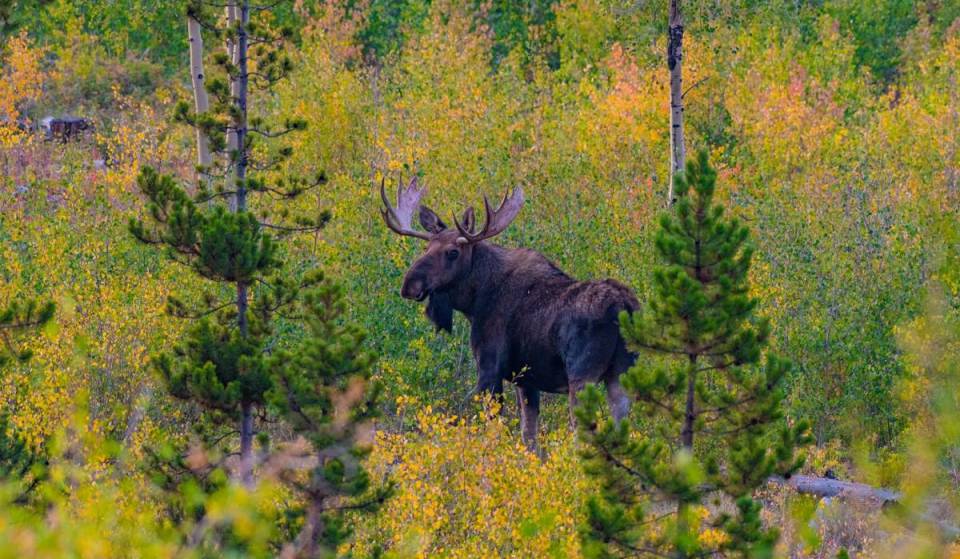 The ‘Snowmobiling Capital of New England’ is hidden in ‘Moose Alley’—a tiny town of just 900 with vibrant foliage