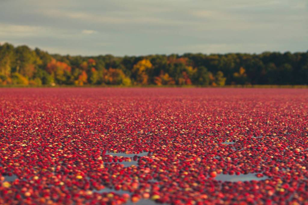 For over 200 years, the Hall family has grown cranberries on Cape Cod; today, their eighth-generation farm welcomes visitors to explore its bogs and discover the traditions behind the harvest