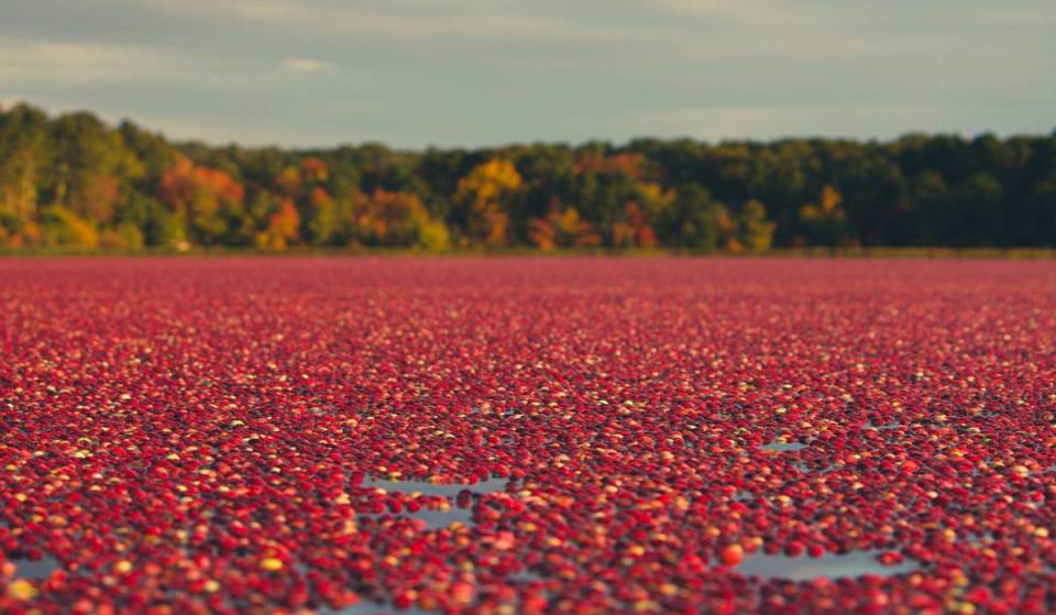 For over 200 years, the Hall family has grown cranberries on Cape Cod; today, their eighth-generation farm welcomes visitors to explore its bogs and discover the traditions behind the harvest