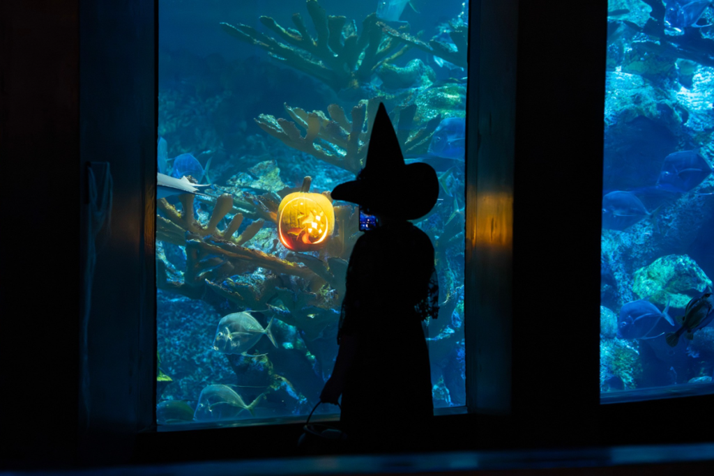 A fall scavenger hunt for ‘sunken pumpkins’ and a submerged skeleton take over the New England Aquarium in Boston this weekend only
