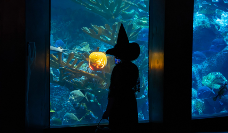 A fall scavenger hunt for ‘sunken pumpkins’ and a submerged skeleton take over the New England Aquarium in Boston this weekend only