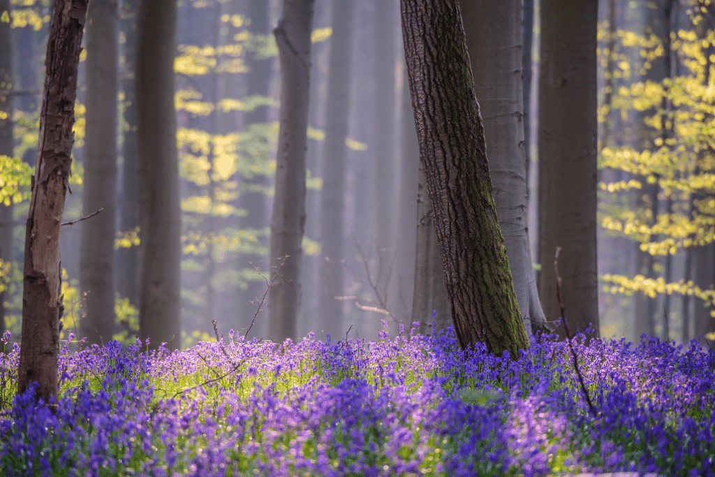 En images : admirez l’éclosion des jacinthes dans la merveilleuse forêt bleue du Bois de Hal !