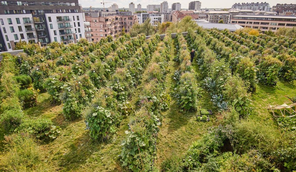 Peas&Love : d&rsquo;incroyables fermes urbaines poussent sur les toits de Bruxelles
