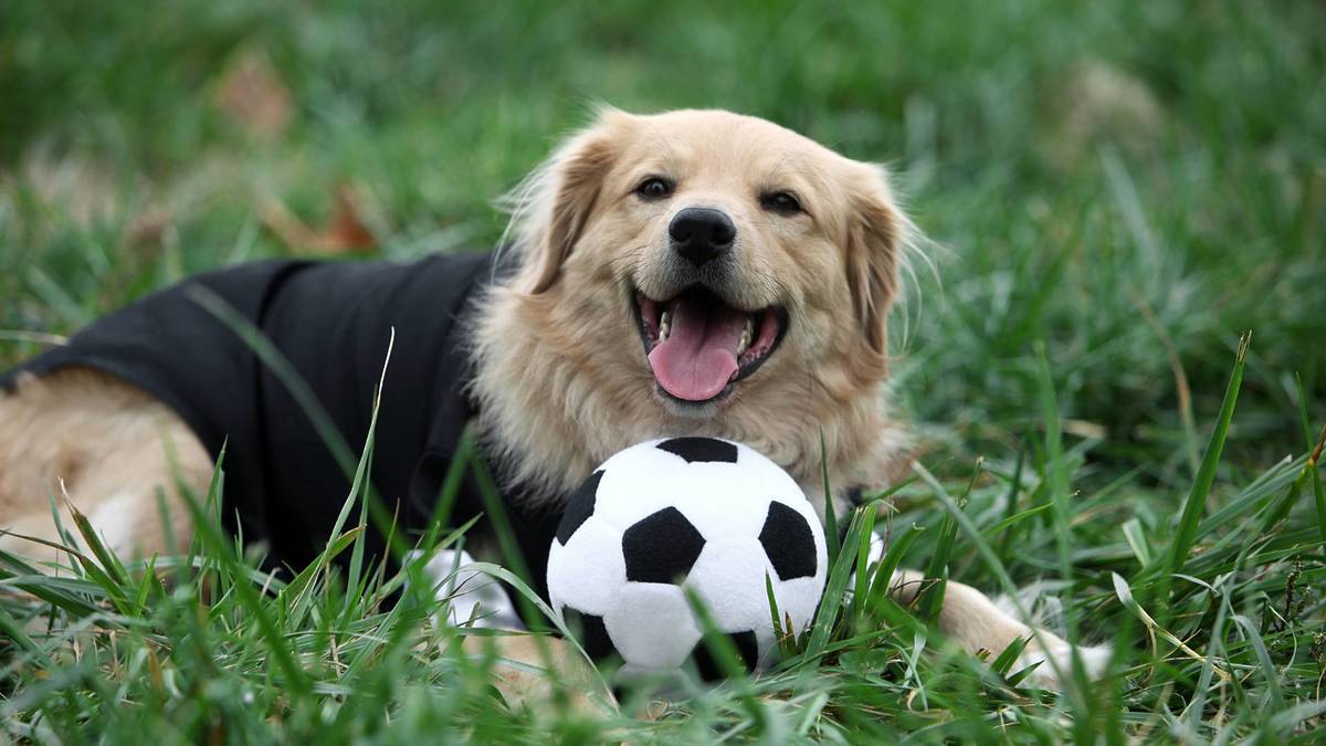 septembre à bruxelles