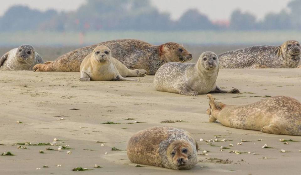 You can observe seals in their nature reserve just 1h30 from Brussels.