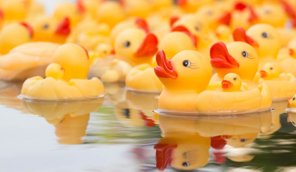 La toute première Duck Race de Bruxelles aura lieu au printemps