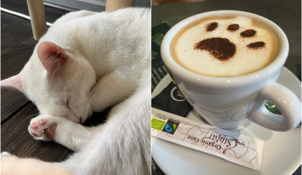 Bruxelles a ses bars à chats : découvrez le New Chatouille, une adresse cosy du quartier Louise pour les amoureux des félins