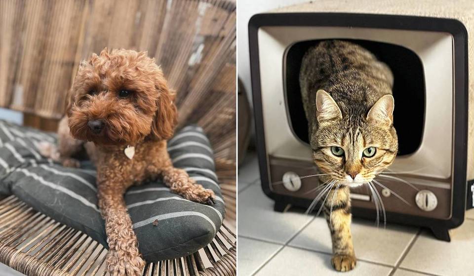 Où faire garder votre chien ou chat pendant vos vacances à Bruxelles ? Voici nos hôtels pour animaux préférés