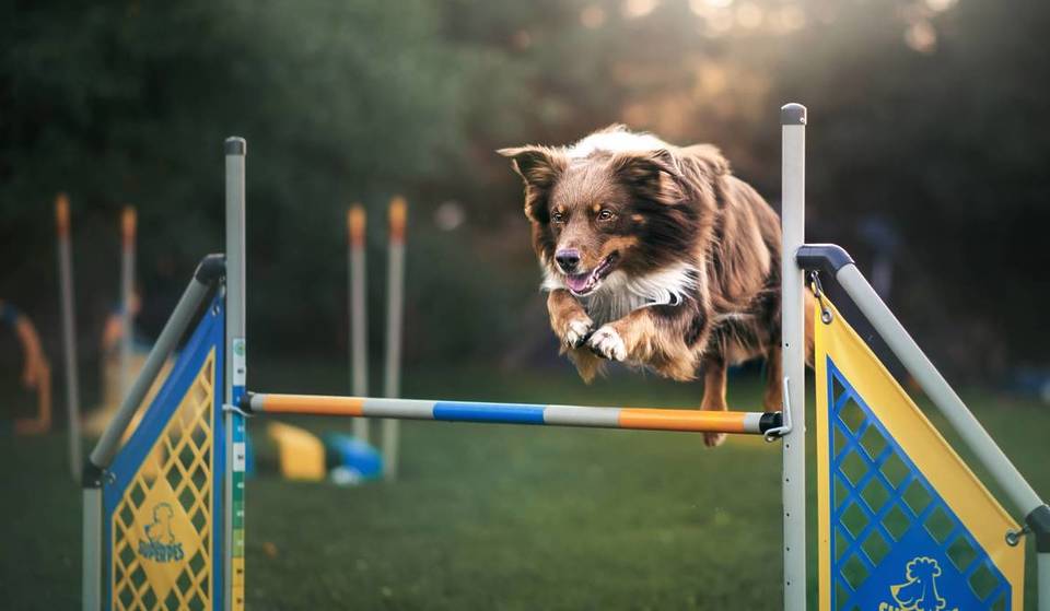 Pour la première fois, des jeux olympiques pour chiens débarquent à Bruxelles – voici pourquoi vous ne devez surtout pas manquer cette journée aussi fun qu&rsquo;insolite
