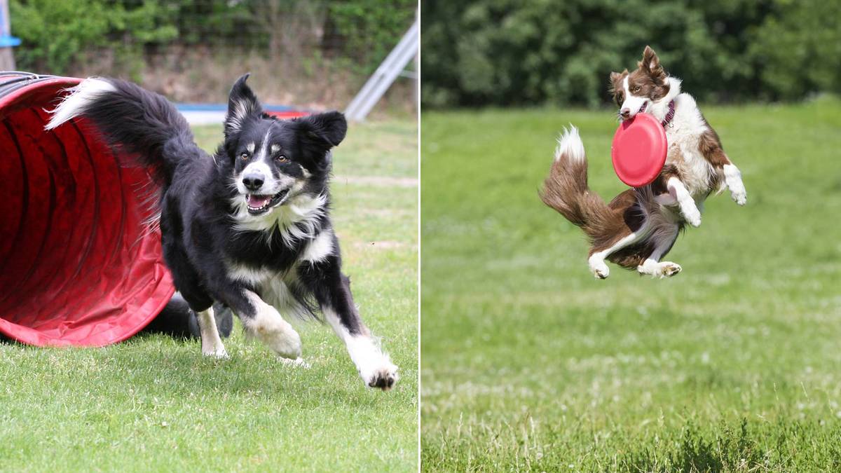 dogolympics bruxelles