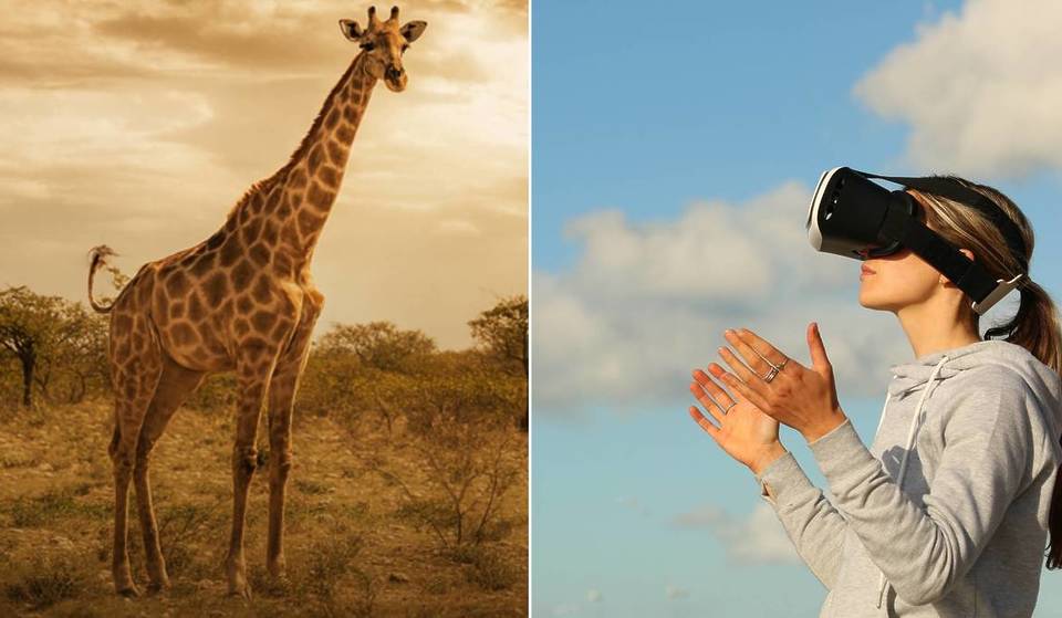 À Bruxelles, ce zoo insolite sans animaux ouvre bientôt ses portes – cette expérience immersive au coeur d&rsquo;une jungle virtuelle va changer votre regard sur la nature