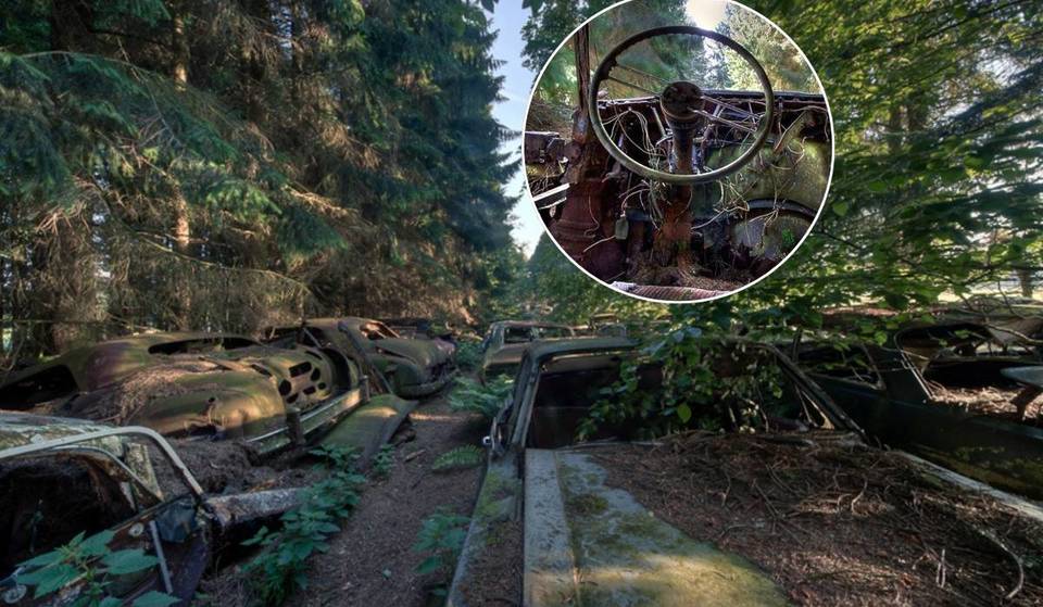 These American cars from 1945 lay hidden in a Belgian forest—their mysterious fate will surprise you!
