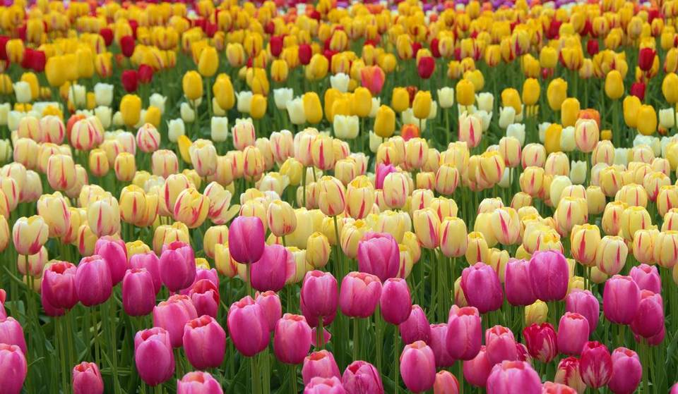 Close to Brussels, the world’s largest tulip park and the new edition of the floral exhibition at this 17th-century castle are reopening their doors in spring 2026—they are home to unique carpets of flowers stretching as far as the eye can see!