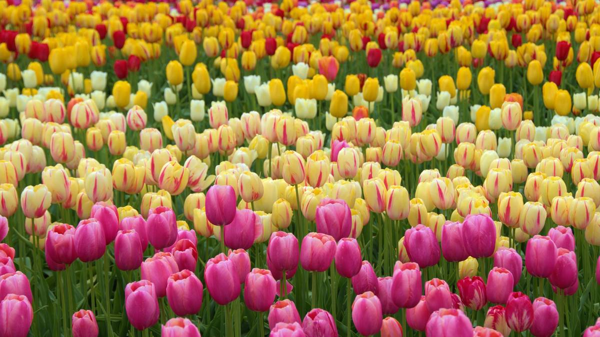 tulipes 2026