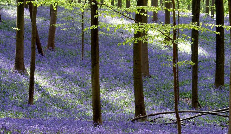 Just 30 minutes from Brussels, this 555-hectare forest transforms into an otherworldly sea of purple in the spring—it is home to the region’s most beautiful hyacinths and giant sequoias native to California