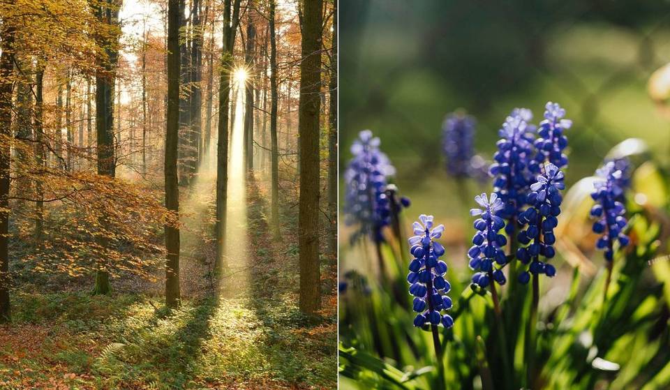 Just a few minutes from downtown Brussels, this millennium-old UNESCO-listed gem hides carpets of wild hyacinths in the spring—a secret alternative to the Bois de Hal, nestled among medieval ruins and poignant memorials