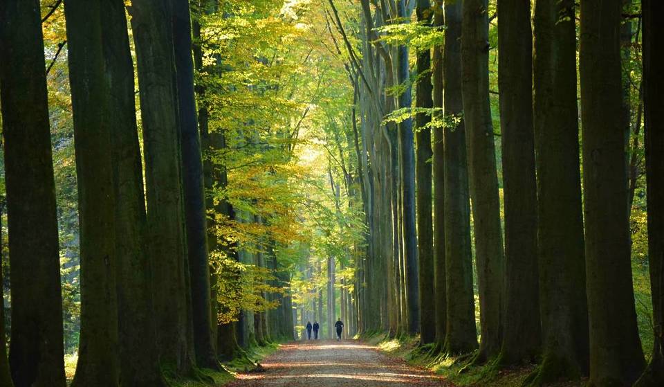 Vous connaissez la forêt de Soignes, mais avez-vous déjà entendu parler de son mystérieux « Triangle des Bermudes » ?