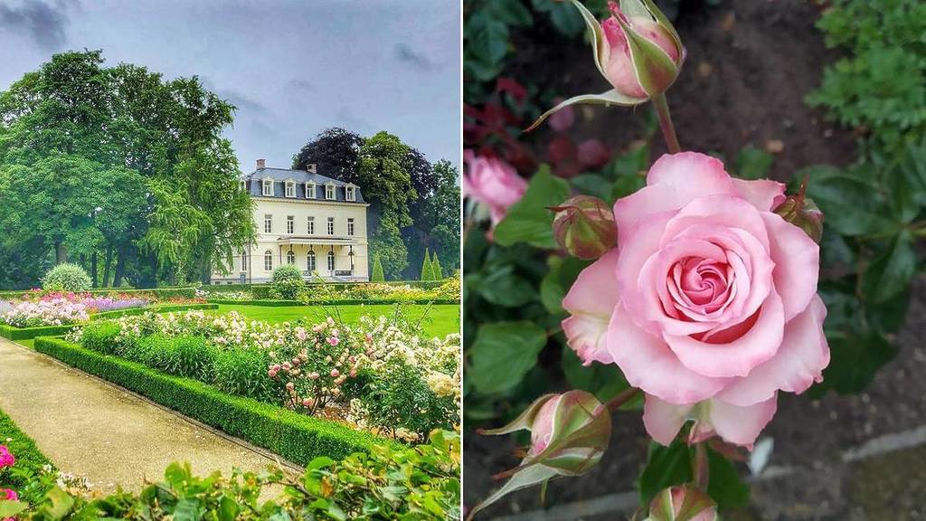 Un château, des milliers de roses et une entrée gratuite : la balade romantique parfaite à découvrir près de Bruxelles