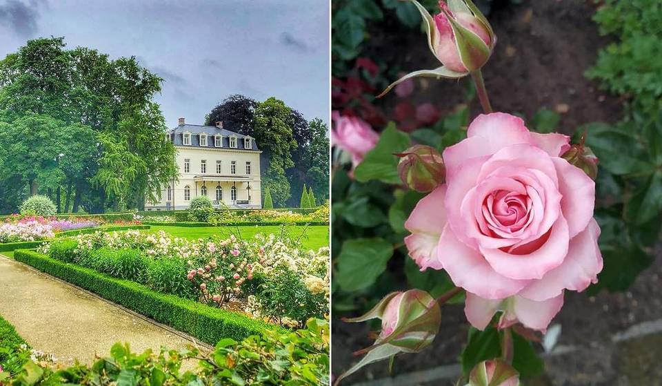 A castle, thousands of roses, and free admission: the perfect romantic stroll to discover near Brussels