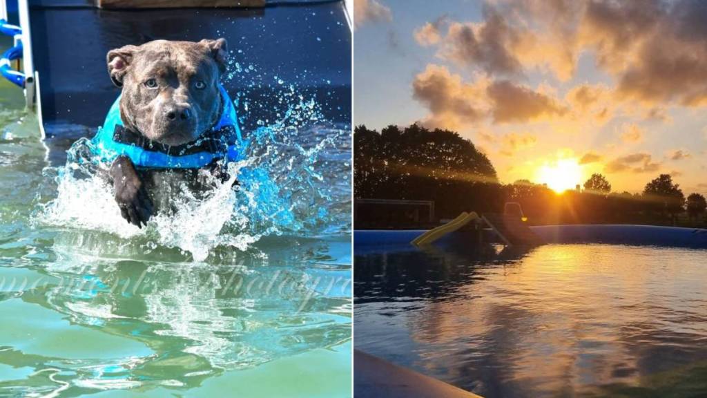 Less than 2 hours from Brussels, this dog water park is the most refreshing summer outing