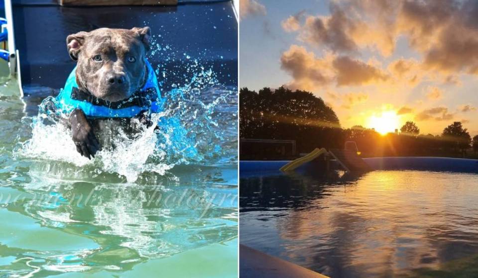 Less than 2 hours from Brussels, this dog water park is the most refreshing summer outing