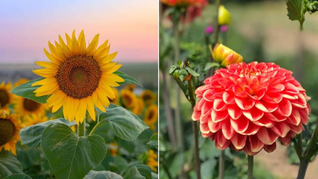 Tournesols, dahlias, cosmos… Voici les plus beaux champs de fleurs à cueillir près de Bruxelles