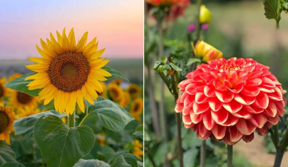 Tournesols, dahlias, cosmos… Voici les plus beaux champs de fleurs à cueillir près de Bruxelles