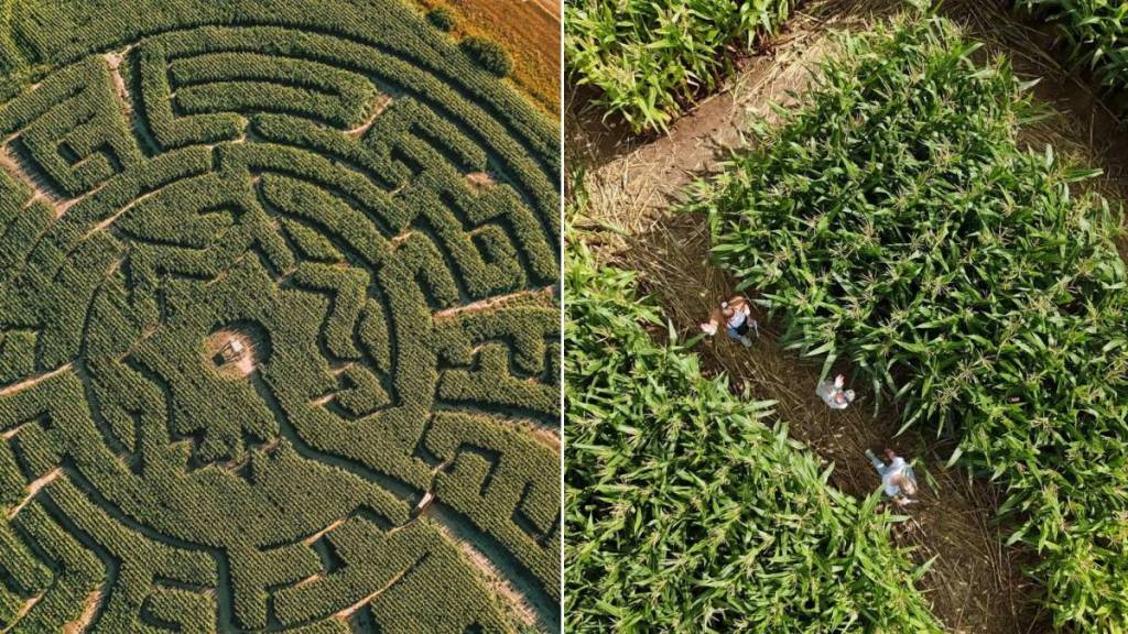 À moins de 2h de Bruxelles, ces 5 labyrinthes de maïs promettent une journée d&rsquo;aventure en pleine nature
