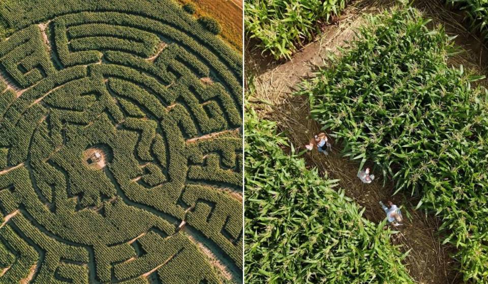 À moins de 2h de Bruxelles, ces 5 labyrinthes de maïs promettent une journée d&rsquo;aventure en pleine nature